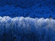 Kék erdő - egyszerű honlapkép